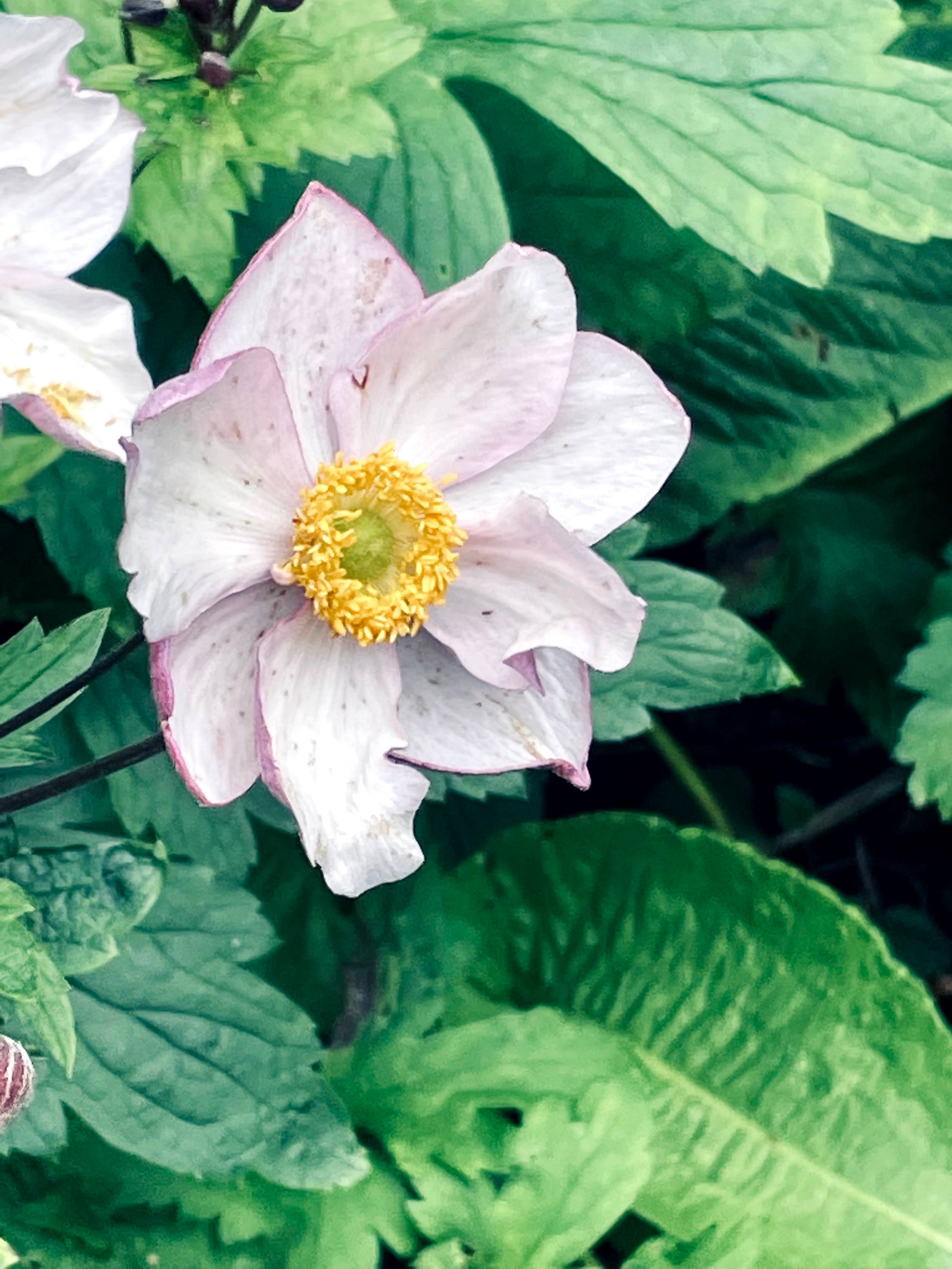 Japanese Anemone